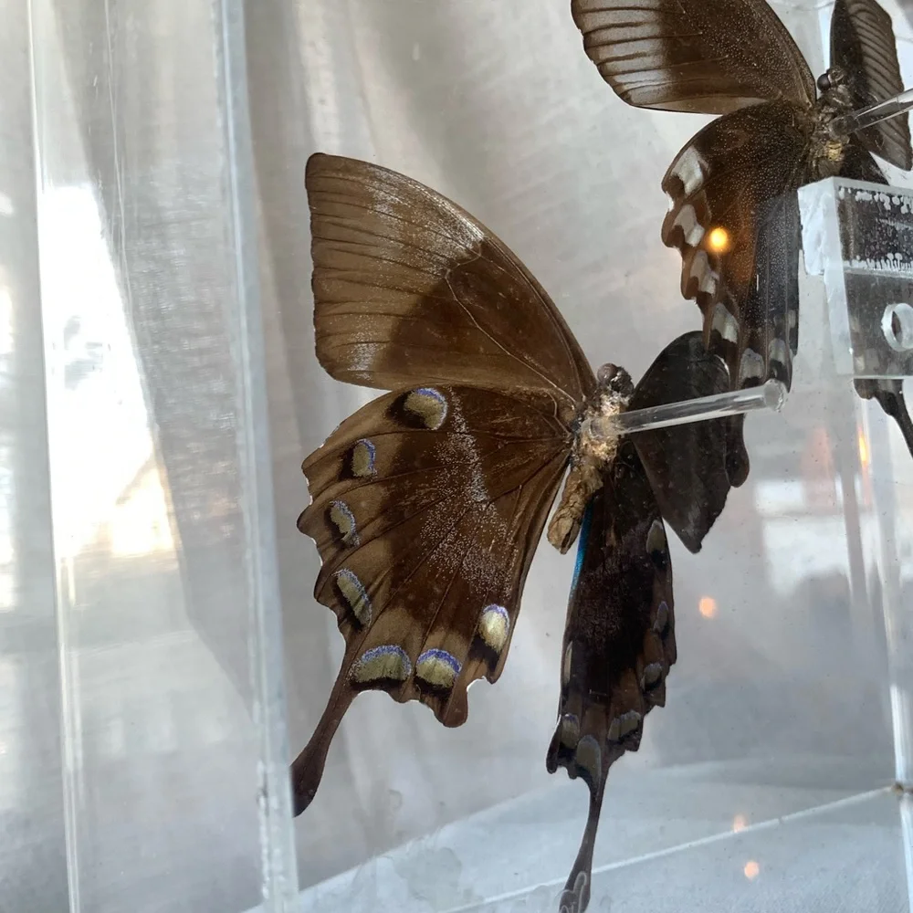 🦋 Vintage Butterfly Display Case - Picture 5 of 7